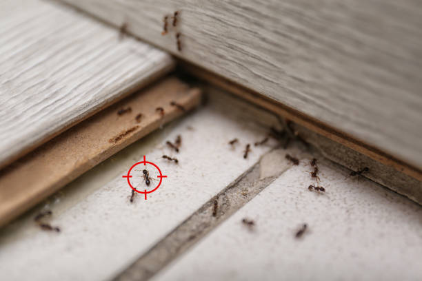 Best Flea Control Services  in Vaiden, MS